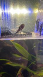 Algeneters (borstel), Vis