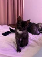 Kitten, Dieren en Toebehoren, Meerdere dieren