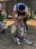 Schapen scheren - schaapscheerder, Diensten en Vakmensen, Dieren | Overige | Verzorging, Oppas en Les, Komt aan huis, Verzorging