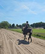 Verzorg/bijrijd pony gezocht. Bijrijder aangeboden, Dieren en Toebehoren, Paarden en Pony's | Overige Paardenspullen, Ophalen