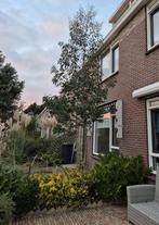 Eucalyptusboom 4 meter +, Tuin en Terras, Ophalen, Volle zon, Overige soorten