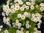 BIOLOGISCH ZAAD van MOEDERKRUID, Tuin en Terras, Ophalen of Verzenden, Voorjaar, Volle zon, Zaad