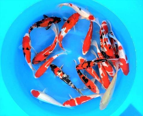 Nisai van Marusei, 28/35 cm keus uit 800 stuks, Dieren en Toebehoren, Vissen | Vijvervissen, Karper of Koi