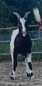 Ruilen melk geiten bok van dit jaar voor andere bok, Dieren en Toebehoren, Schapen, Geiten en Varkens, Mannelijk, Geit