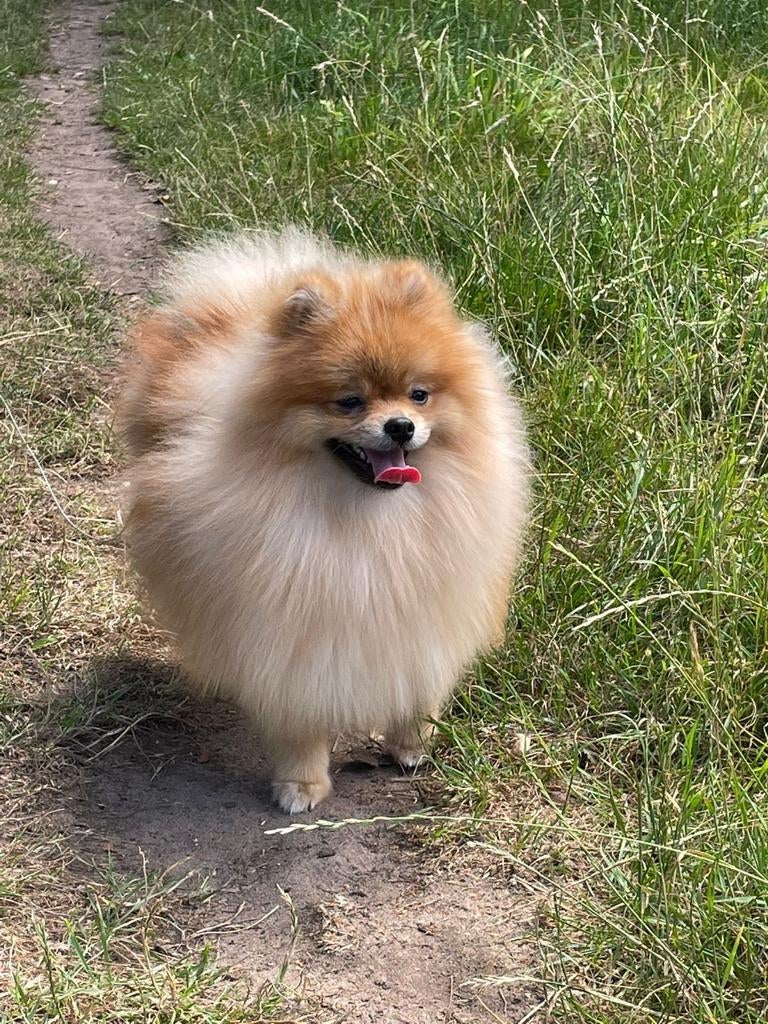 Pomeriaan dekreu. NIET TE KOOP, Dieren en Toebehoren, Honden | Poolhonden, Keeshonden en Oertypen, Parvo, Eén hond, 3 tot 5 jaar