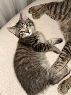 Laatste kitten uit nestje, Dieren en Toebehoren, Poes