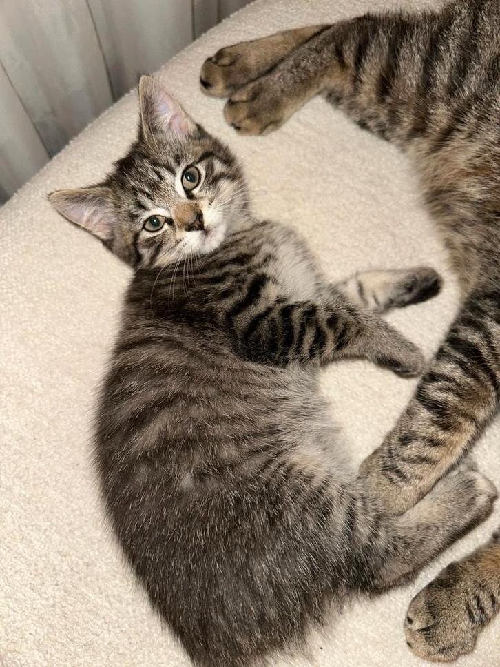 Laatste kitten uit nestje, Dieren en Toebehoren, Katten en Kittens | Overige Katten, Poes