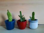 Cactussen in minipotjes, Huis en Inrichting, Kamerplanten, Ophalen, Minder dan 100 cm, In pot, Cactus