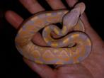 Koningspython, python regius, balpython nakweek 2025, Slang, Tam, 0 tot 2 jaar