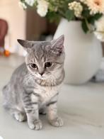 Britse korthaar kitten british shorthair poes, Poes