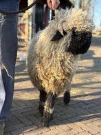Wallicher schwarznase ram te koop, Dieren en Toebehoren, Schapen, Geiten en Varkens, Mannelijk, Schaap, 0 tot 2 jaar