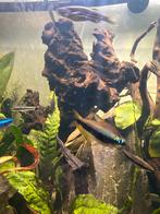 Opruiming bak, Dieren en Toebehoren, Vissen | Aquariumvissen, Vis, Zoetwatervis, Schoolvis