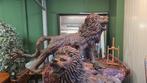 2 levensgrote antieke houten Chinese leeuwen  19e eeuw, Antiek en Kunst, Ophalen