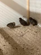 Chinese dwergkwartel kwartels, Dieren en Toebehoren, Vogels | Overige Vogels, Meerdere dieren, Tropenvogel
