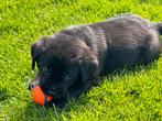 labrador pup, Dieren en Toebehoren, Particulier, Rabiës (hondsdolheid), 8 tot 15 weken, Labrador retriever