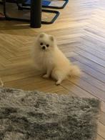 Huisje gezocht, Particulier, Reu, Buitenland, Eén hond