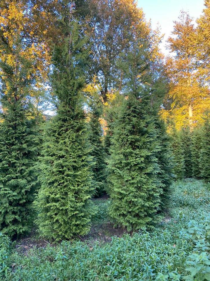 Te koop: Thuja O Brabant en Cupress Leylandii diverse maten, Tuin en Terras, Planten | Struiken en Hagen, Haag, Conifeer, 100 tot 250 cm