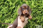 Prachtige dwerg teckel pups, Dieren en Toebehoren, Nederland, Rabiës (hondsdolheid), 8 tot 15 weken, Korthaar