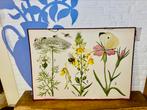 Vintage schoolplaat fauna en flora, Huis en Inrichting, Woonaccessoires | Wanddecoraties, Gebruikt, Ophalen