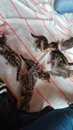 Bengaal kittens 14 december geboren. 4 katers en 3 poezen., Dieren en Toebehoren, Katten en Kittens | Raskatten | Korthaar, Meerdere dieren