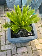 2 prachtige plantenbakken met tropische planten, Tuin en Terras, Ophalen, Zomer, Overige soorten, Volle zon