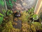 Dendrobates leucomelas Bijengifkikker, Amfibie, 0 tot 2 jaar