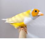 2 Gould Amadines mannen aangeboden, Dieren en Toebehoren, Vogels | Overige Vogels, Mannelijk, Tropenvogel, Geringd