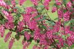 **ACTIE** Ribes sanguineum, rode ribes sierstruik, Tuin en Terras, Ophalen of Verzenden, Overige soorten, Struik, Minder dan 100 cm