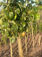 Fruitbomen oktober, Tuin en Terras, Planten | Bomen, Ophalen of Verzenden