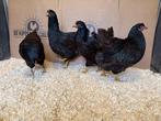 Jonge tamme Barnevelder kippen hennen gesekst en ingeënt, Dieren en Toebehoren, Pluimvee, Vrouwelijk, Kip