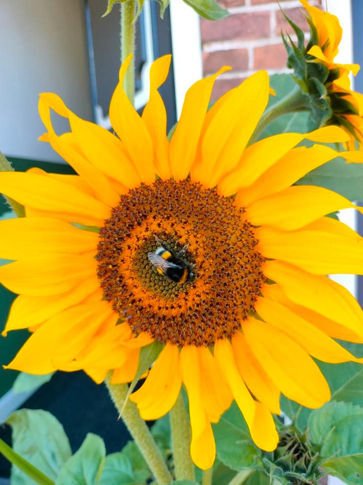 50x zonnebloemzaden voor 1 euro, Tuin en Terras, Bloembollen en Zaden, Zaad, Gehele jaar, Volle zon, Ophalen of Verzenden