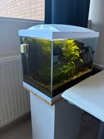 superfish aquarium 50l met toebehoren, Ophalen, Zo goed als nieuw, Gevuld zoetwateraquarium