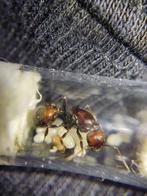 Messor barbarus bicolor mieren koningin, Mieren
