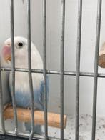 Agapornis Fischeri Dilute Opaline, Dieren en Toebehoren, Vogels | Parkieten en Papegaaien, Meerdere dieren, Dwergpapegaai of Agapornis