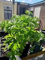 Citroen Geranium  Natuurlijke anti muggenplant 35cm+, Huis en Inrichting, Kamerplanten, Ophalen of Verzenden, Overige soorten