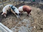 Varkens te koop, Dieren en Toebehoren, Schapen, Geiten en Varkens, Vrouwelijk, Varken
