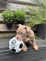 American Bully teefje met stamboom, CDV (hondenziekte), 8 tot 15 weken, Teef, Bulldog