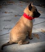 Mechelse herder reu en teef met stamboom F.C.I, Reu, CDV (hondenziekte), 8 tot 15 weken, Eén hond