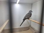 Vredes duifjes te koop, Dieren en Toebehoren, Vogels | Overige Vogels, Geslacht onbekend
