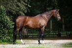 Elite merrie te koop, Dieren en Toebehoren, Paarden, Merrie, ZZ, Dressuurpaard, 160 tot 165 cm