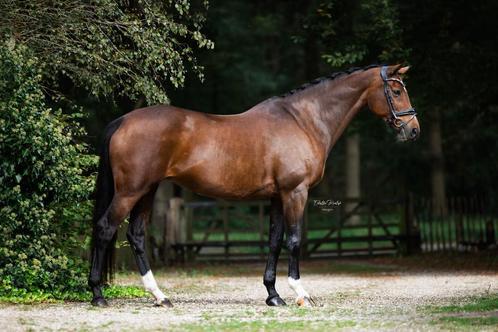 Elite merrie te koop, Dieren en Toebehoren, Paarden, Merrie, ZZ, 160 tot 165 cm, 11 jaar of ouder, Dressuurpaard