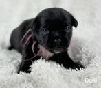 Prachtige RetroMops Puppy's, Pups, Dieren en Toebehoren, Honden | Chihuahua's en Gezelschapshonden, Overige rassen, CDV (hondenziekte)