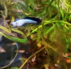 Te koop Panda guppen, Dieren en Toebehoren, Vissen | Aquariumvissen, Vis