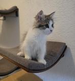 Siberische kittens met stamboom., Dieren en Toebehoren, Katten en Kittens | Raskatten | Langhaar, Meerdere dieren, Gechipt, 0 tot 2 jaar