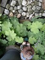 Planten, Tuin en Terras, Planten | Tuinplanten, Ophalen, Bodembedekkers, Volle zon, Eenjarig