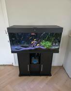 Juwel Rio 180, Ophalen of Verzenden, Gebruikt, Leeg aquarium