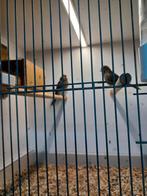 Kanaries te koop, Mannelijk, Tropenvogel