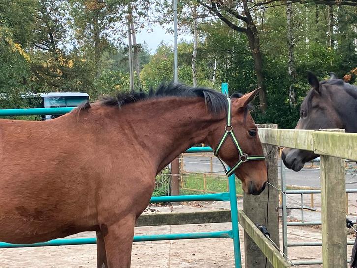 Knappe jonge spaanse merrie, Dieren en Toebehoren, Paarden, Merrie, Minder dan 160 cm, 0 tot 2 jaar, Recreatiepaard