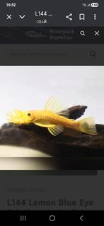 Ancistrus lemon orange bleu eyes, Dieren en Toebehoren, Vis