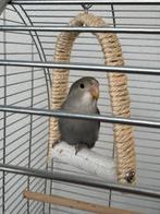 Agapornis, Dieren en Toebehoren, Vogels | Parkieten en Papegaaien, Geslacht onbekend, Dwergpapegaai of Agapornis